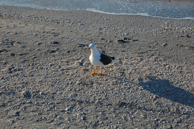 a bird is walking on the sand on the beach