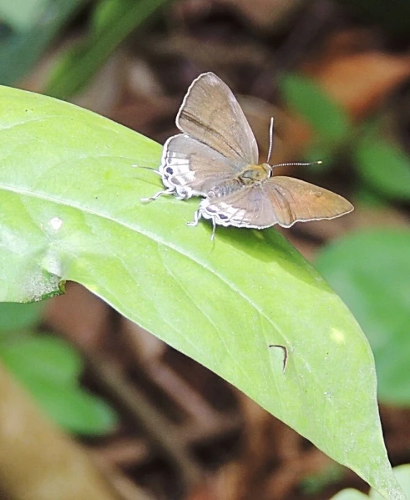 a small erfly sits on a leaf in the forest