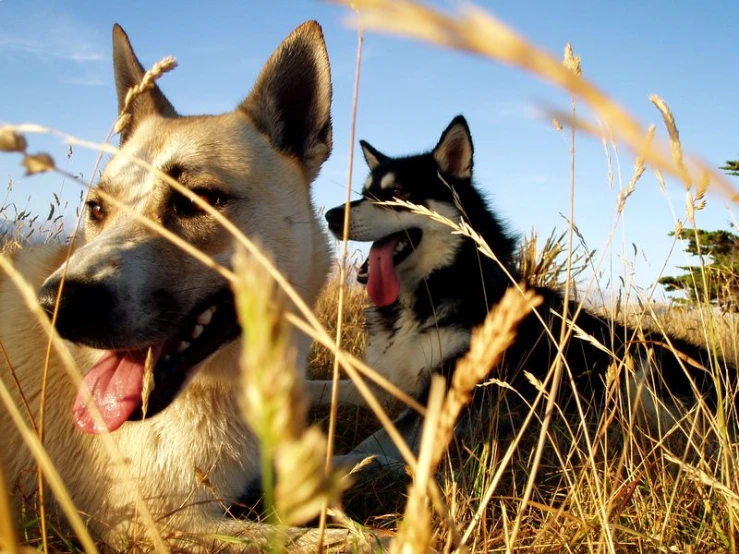 two dogs laying in tall grass with one sticking out his tongue