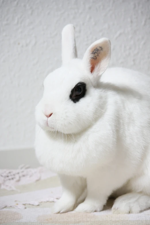 a stuffed white bunny is sitting on top of a blanket