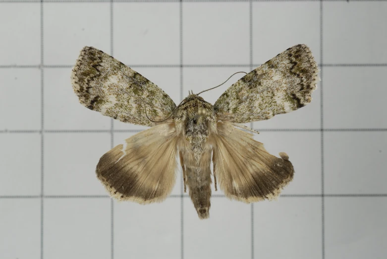 a moth sitting on top of a tile wall