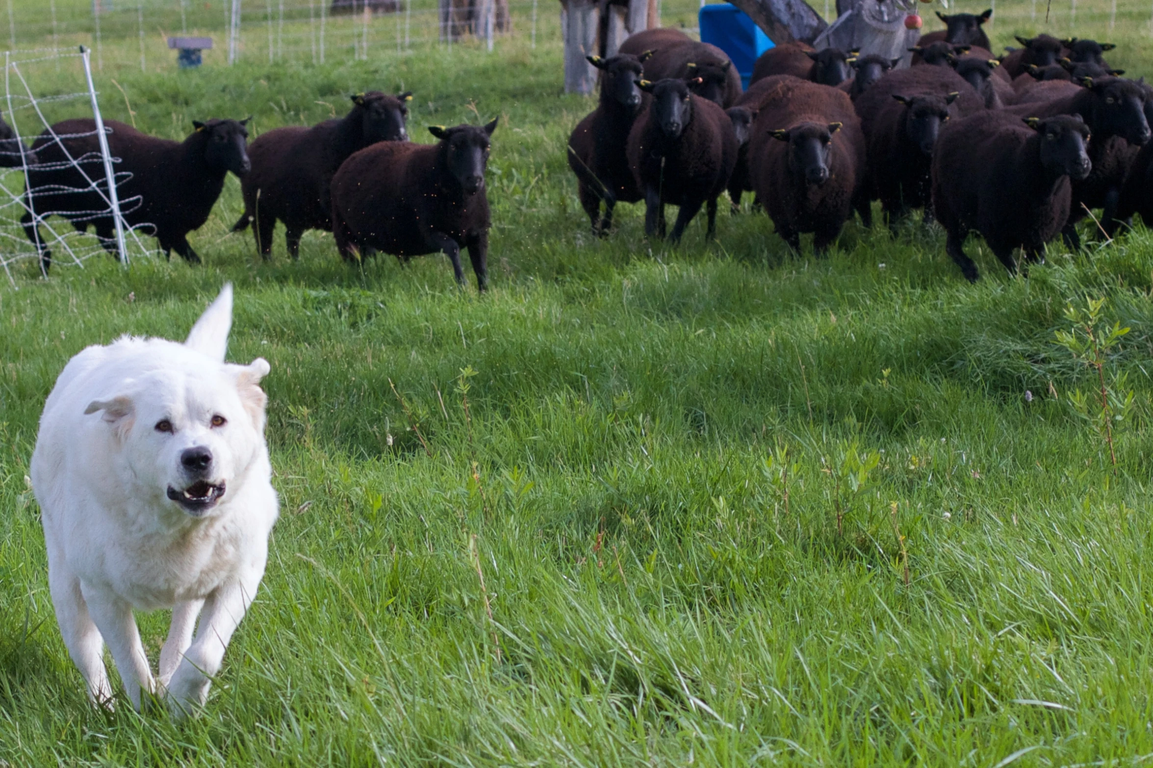 a big white dog walking in front of a flock of cows