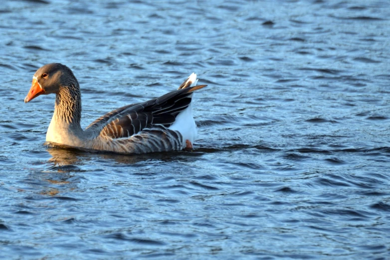 a duck is swimming in the water near other birds