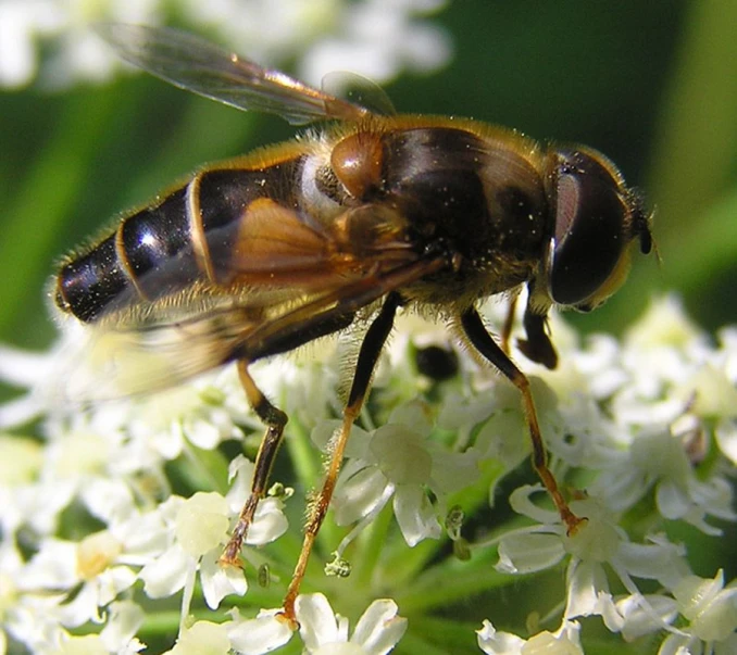 a fly on a flower in a park