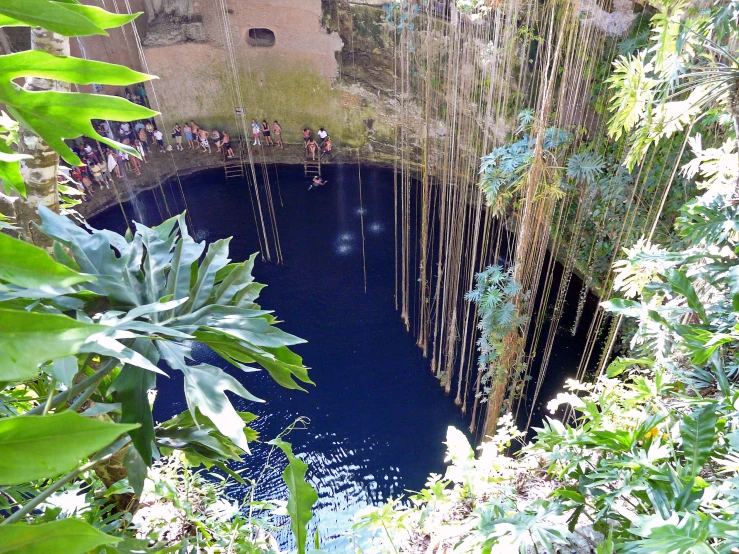 a group of people walking around a lush green jungle