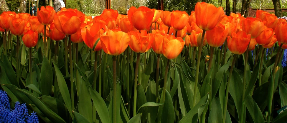 many orange tulips in front of some blue and purple flowers