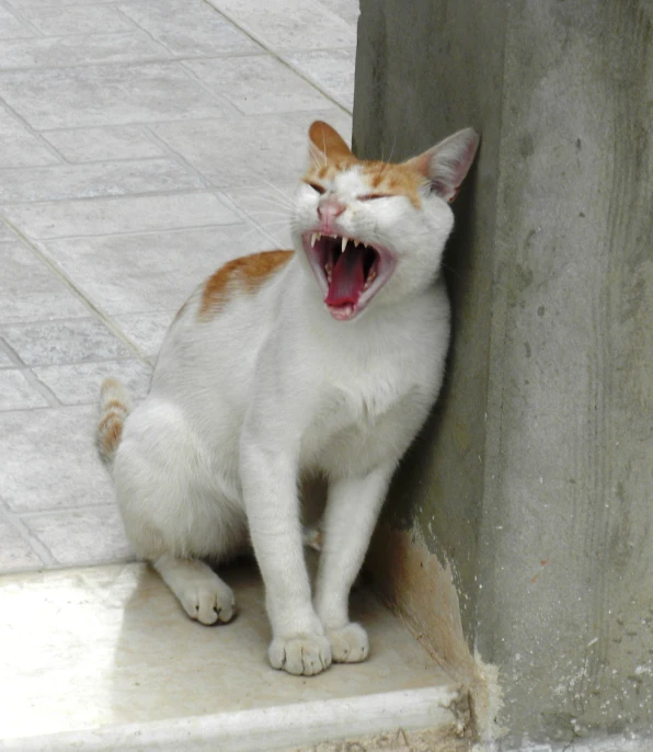 a cat that is yawning out sitting on the concrete