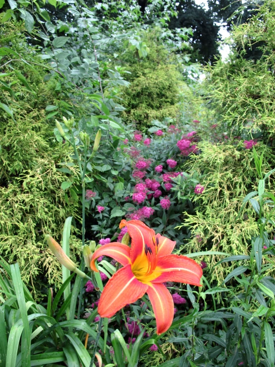 some big pretty colorful flowers in the middle of them