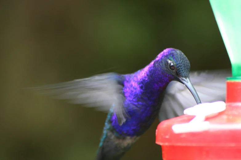 a small bird drinking from a red and green feeder