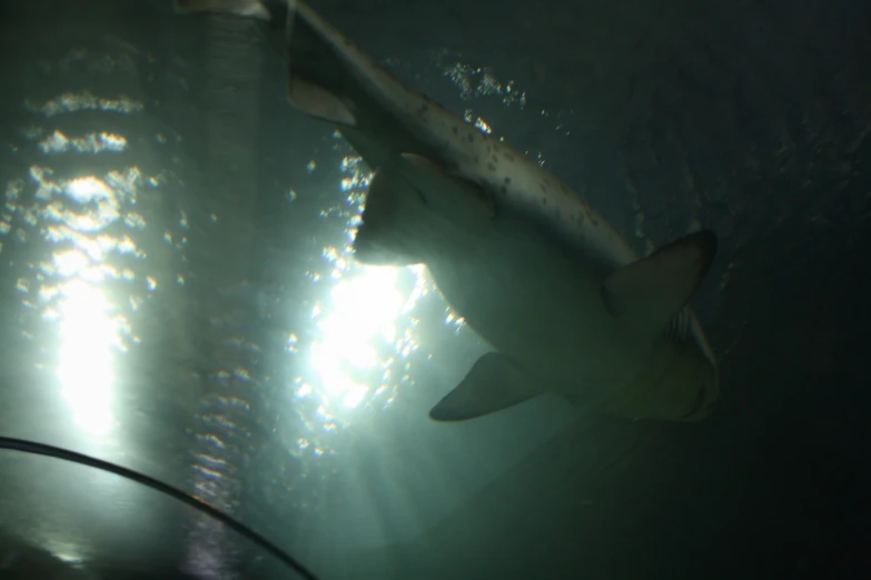 the silhouette of a shark underneath a light shine in the water
