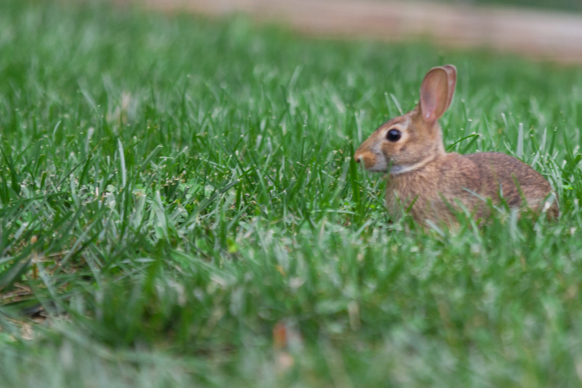 small rabbit sitting in tall green grass on a sunny day