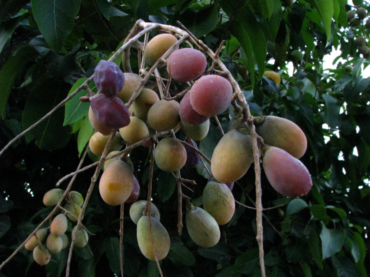 a bunch of fruit hanging from a tree