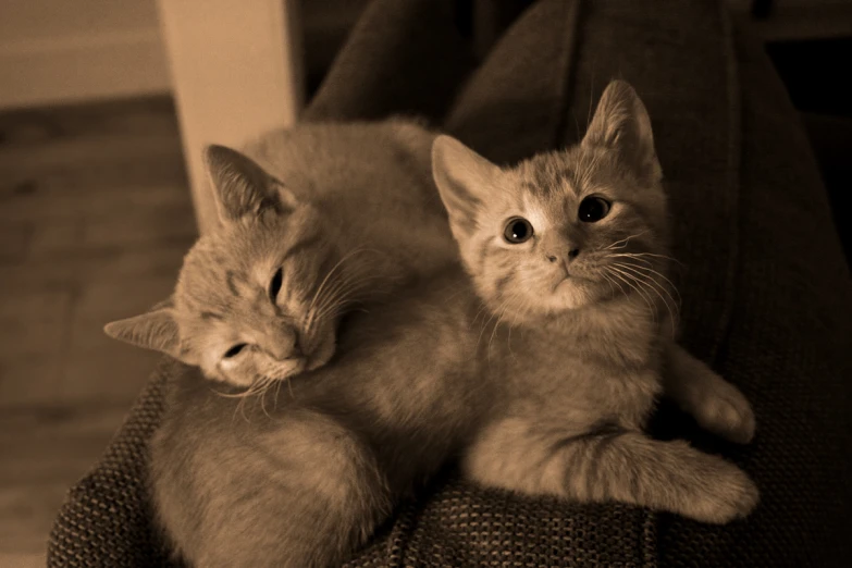 two small kittens sitting on top of a couch