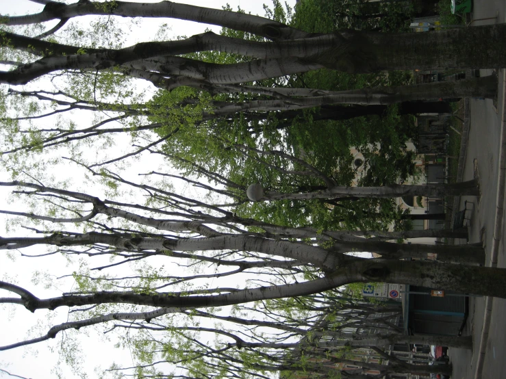 several trees on the sidewalk and some benches