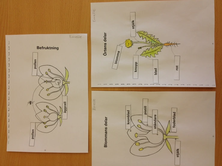 there are diagrams on the inside of a flower