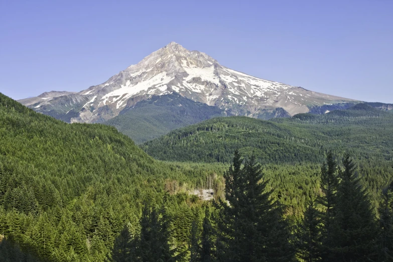 a lush green forest with a large snowy mountain in the background