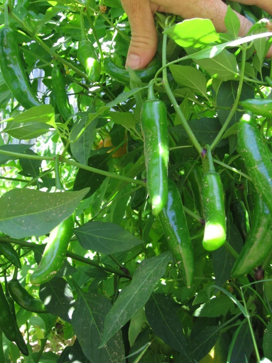 person picking green pepper off a plant