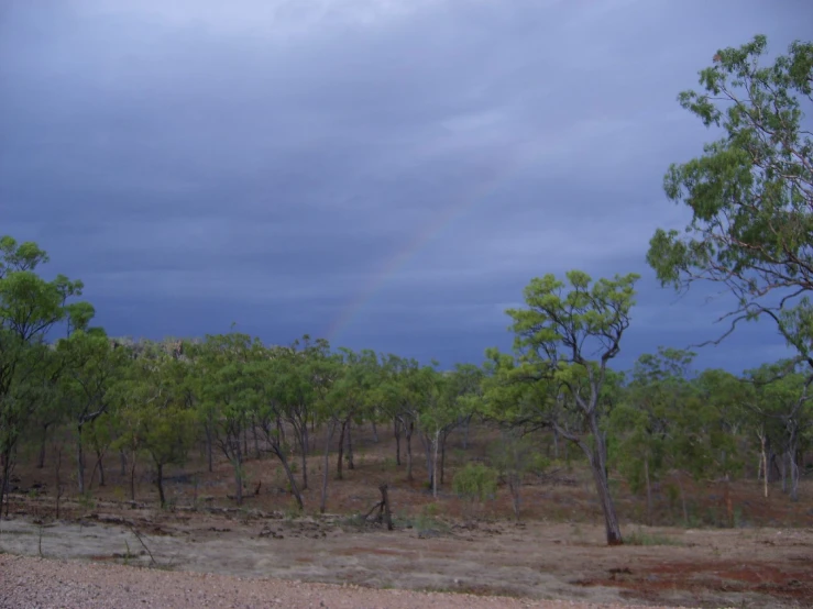 a rainbow shines in the dark sky above the forest