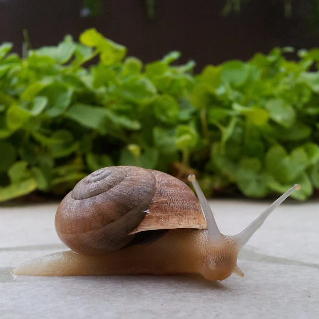 a snail crawls on a tiled floor