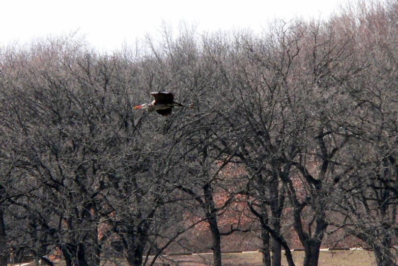 two birds flying over bare trees in the winter