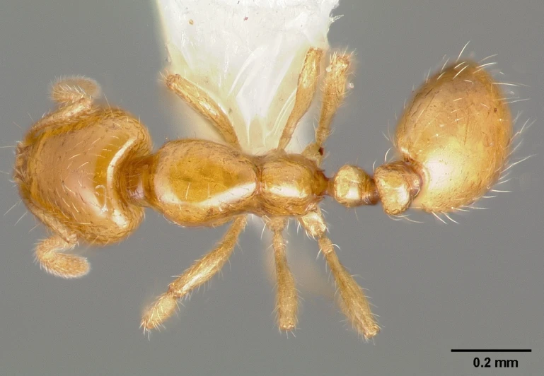 a yellow ant bug with an open abdomen and two antennae