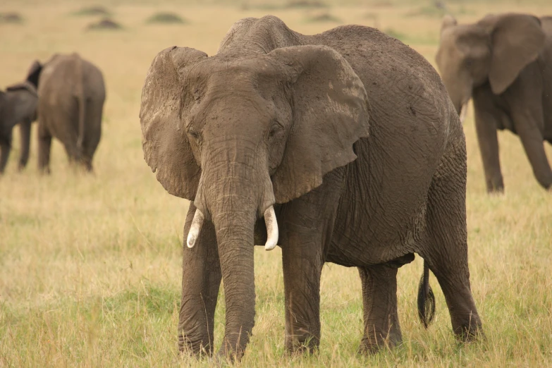 elephants in a field with one eating some grass