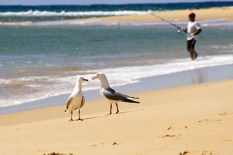 two birds walking along a beach near the water