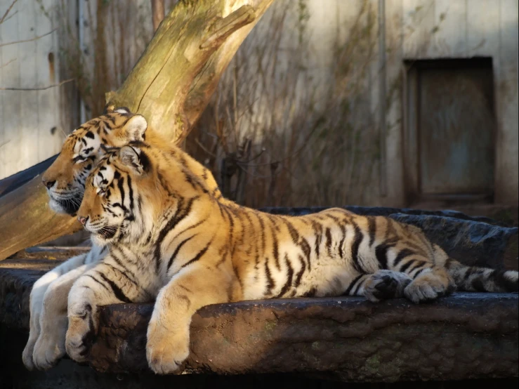 a pair of tigers sitting next to each other near a tree