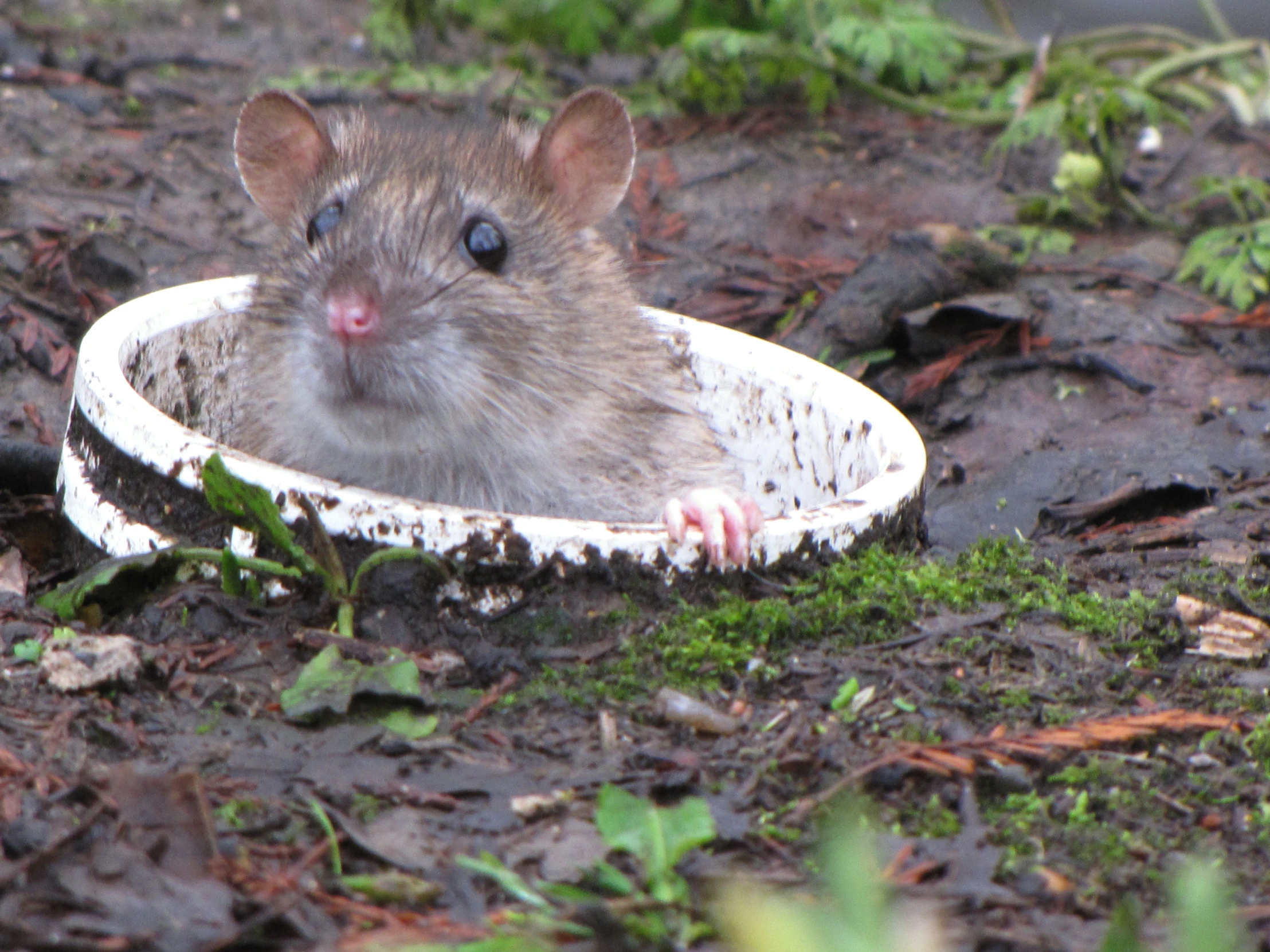 a mouse in a bowl near some grass