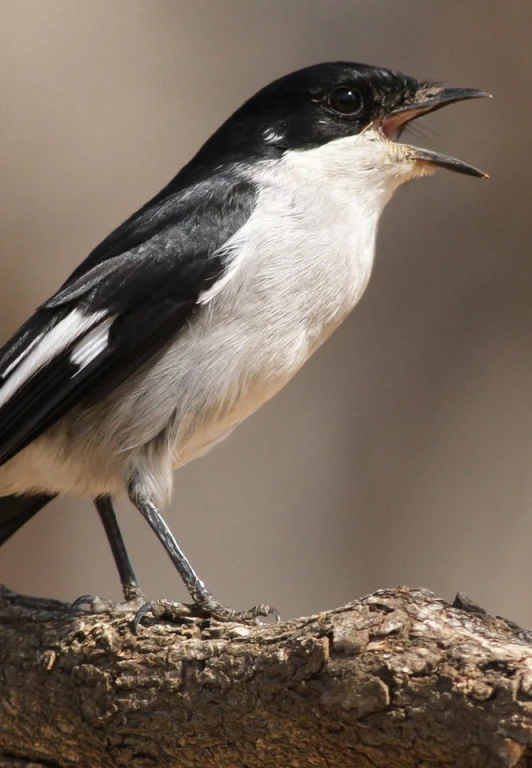 a black and white bird with beak open, perched on a nch