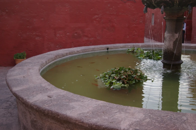 an ornamental plant is next to the fountain