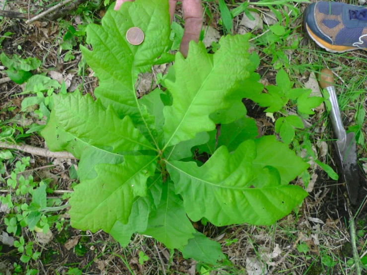 the green leaves of a plant with several seeds near the foot of someone