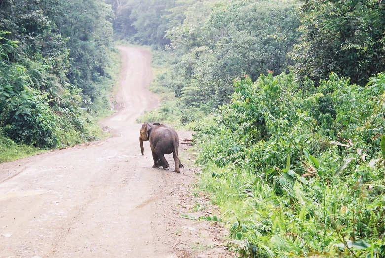 an elephant walking down a road next to some tall grass