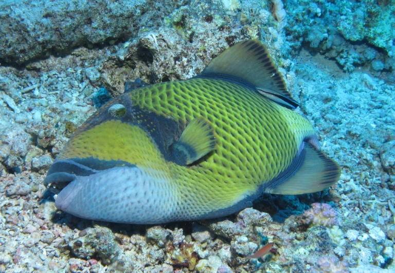 a close up of a fish on a reef