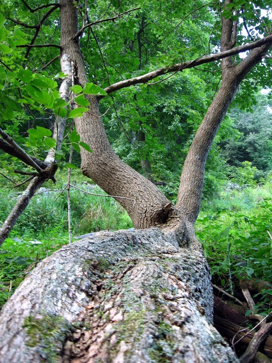 a tree in the woods with green plants and nches