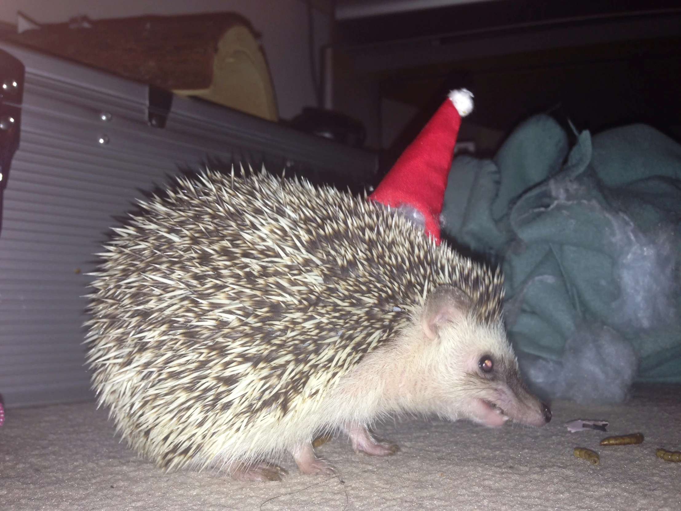 an adorable hedge is sitting beside its santa hat