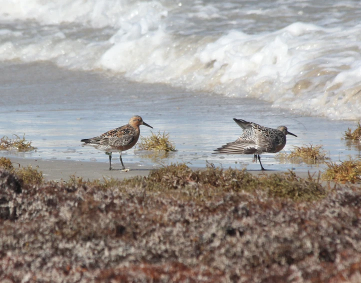 two seagulls on the edge of an ocean