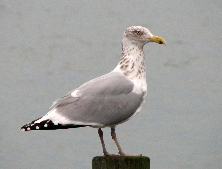 a gray and white seagull perched on a wooden post