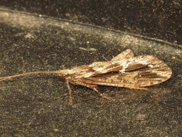 the large brown insect is standing on the ground