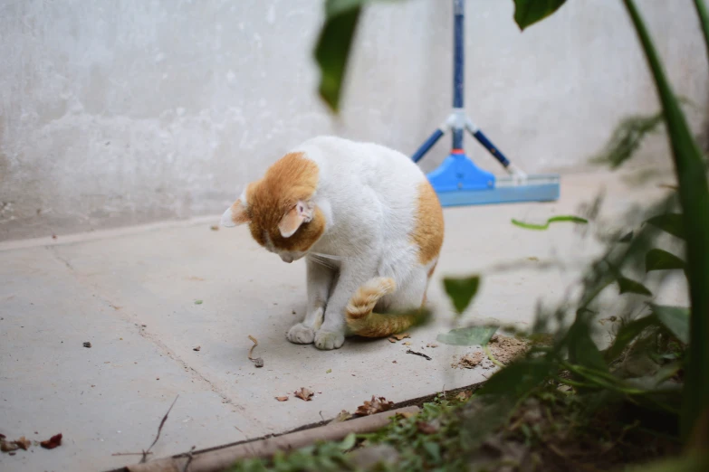 an orange and white cat standing on cement near a blue tool