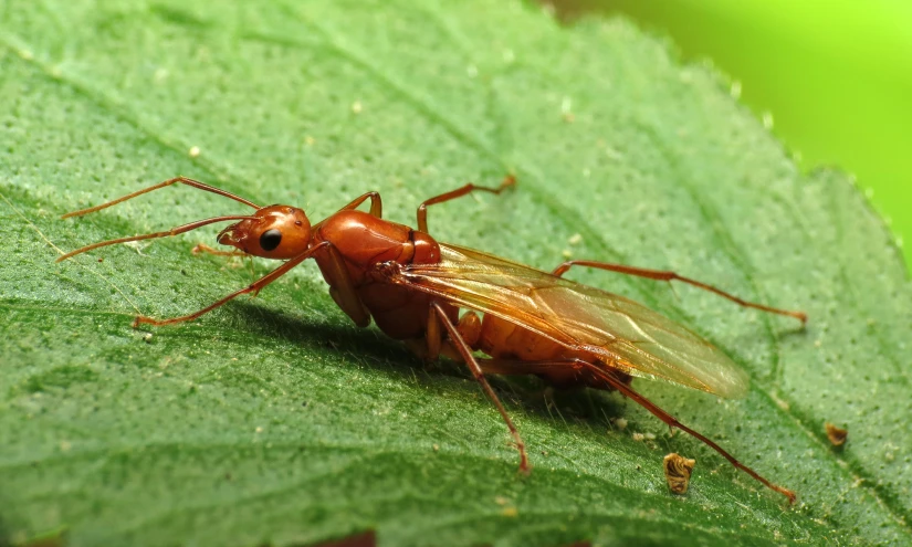 a bug that is sitting on a green leaf