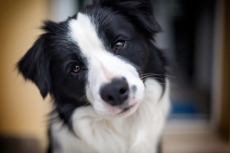 a black and white dog looking off to its left