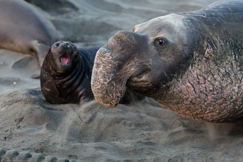 elephant laying on top of a sandy beach with a seal animal next to it