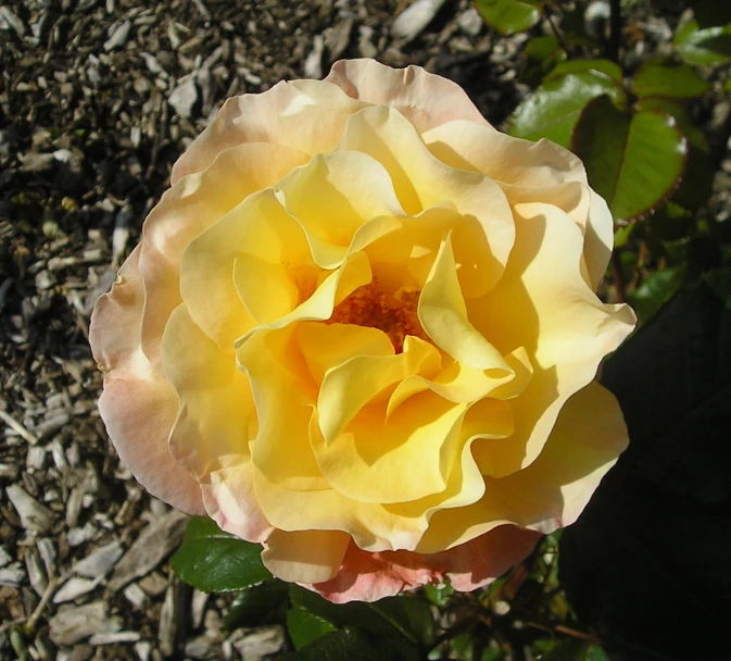 a yellow rose that is blooming next to a rock