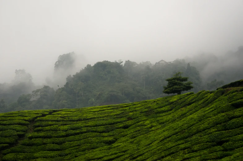 the view from the top of tea hills