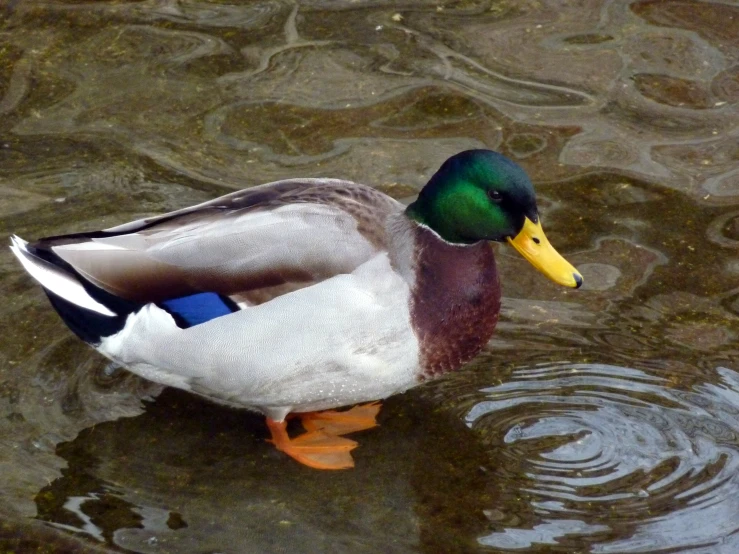 there is a duck with a yellow beak in the water