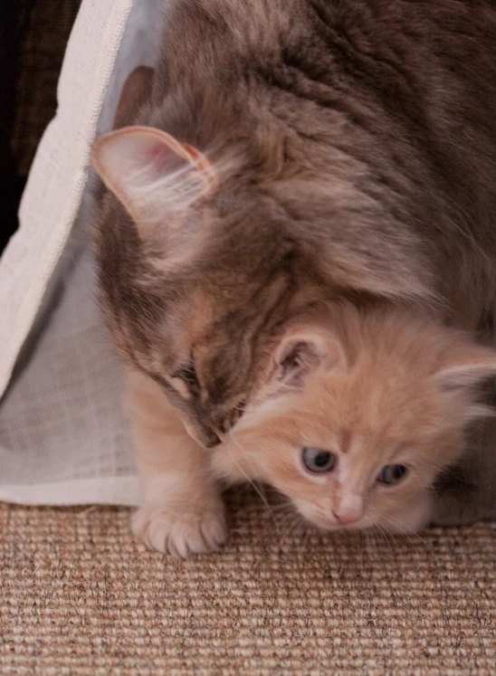 two kittens peeking out of their caged area