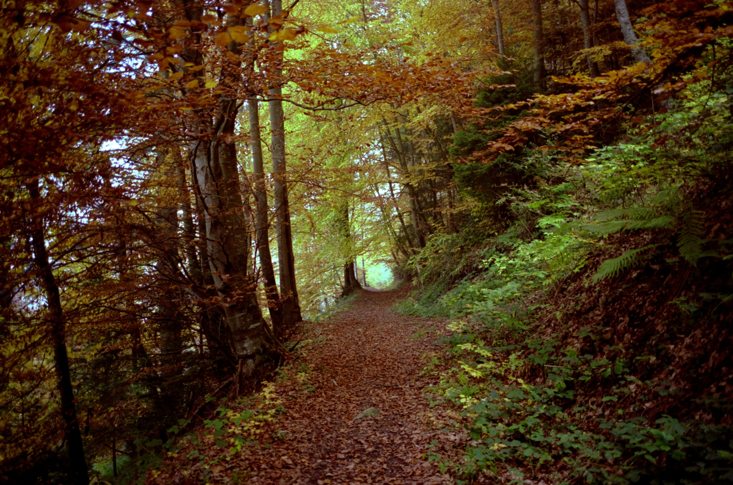 a path going through a forrest next to a lush green forest