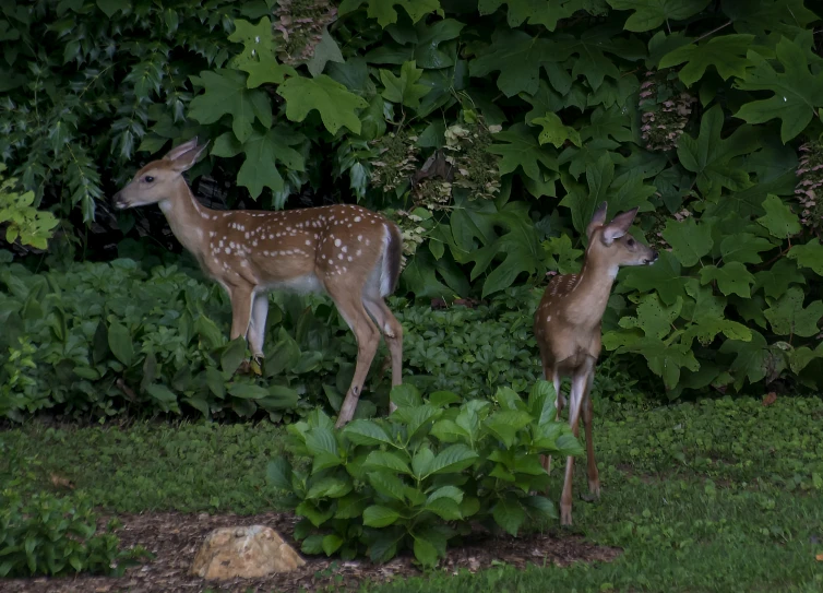 two deer that are standing in the grass