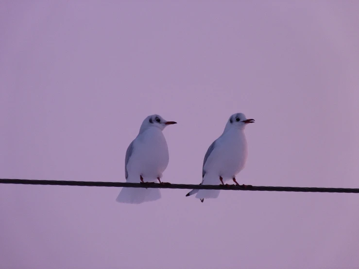 two seagulls perch on wires on purple skies